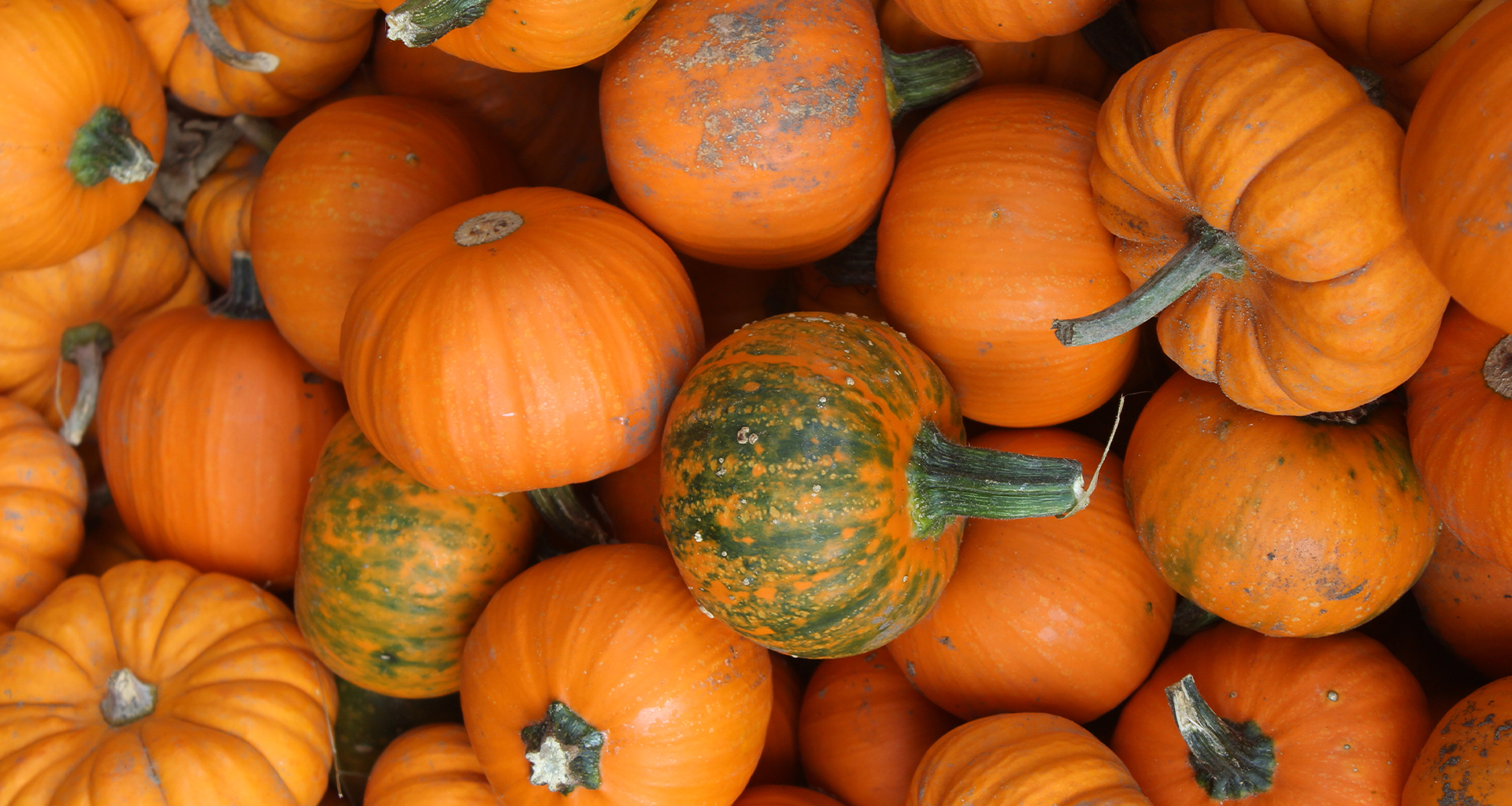 ¿Se puede congelar la calabaza? Trucos y cómo congelarla